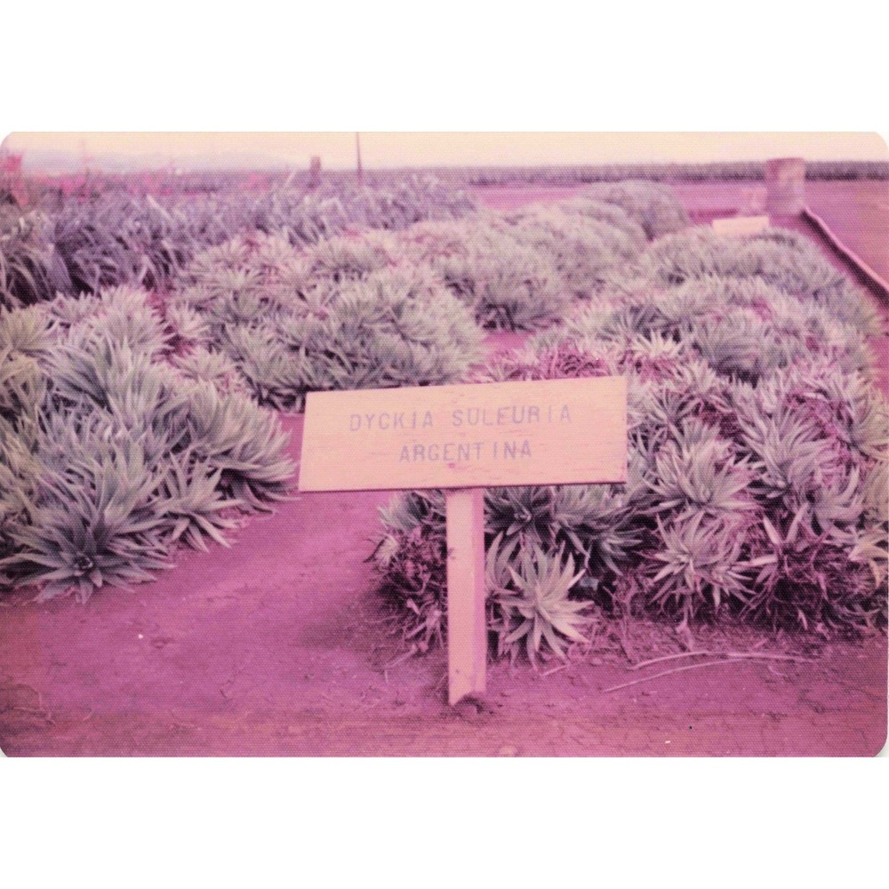 Vintage 1970s Hawaii Oahu Del Monte Pineapple Wahiawa Garden Photo Lot of 8 - Picture 3 of 8